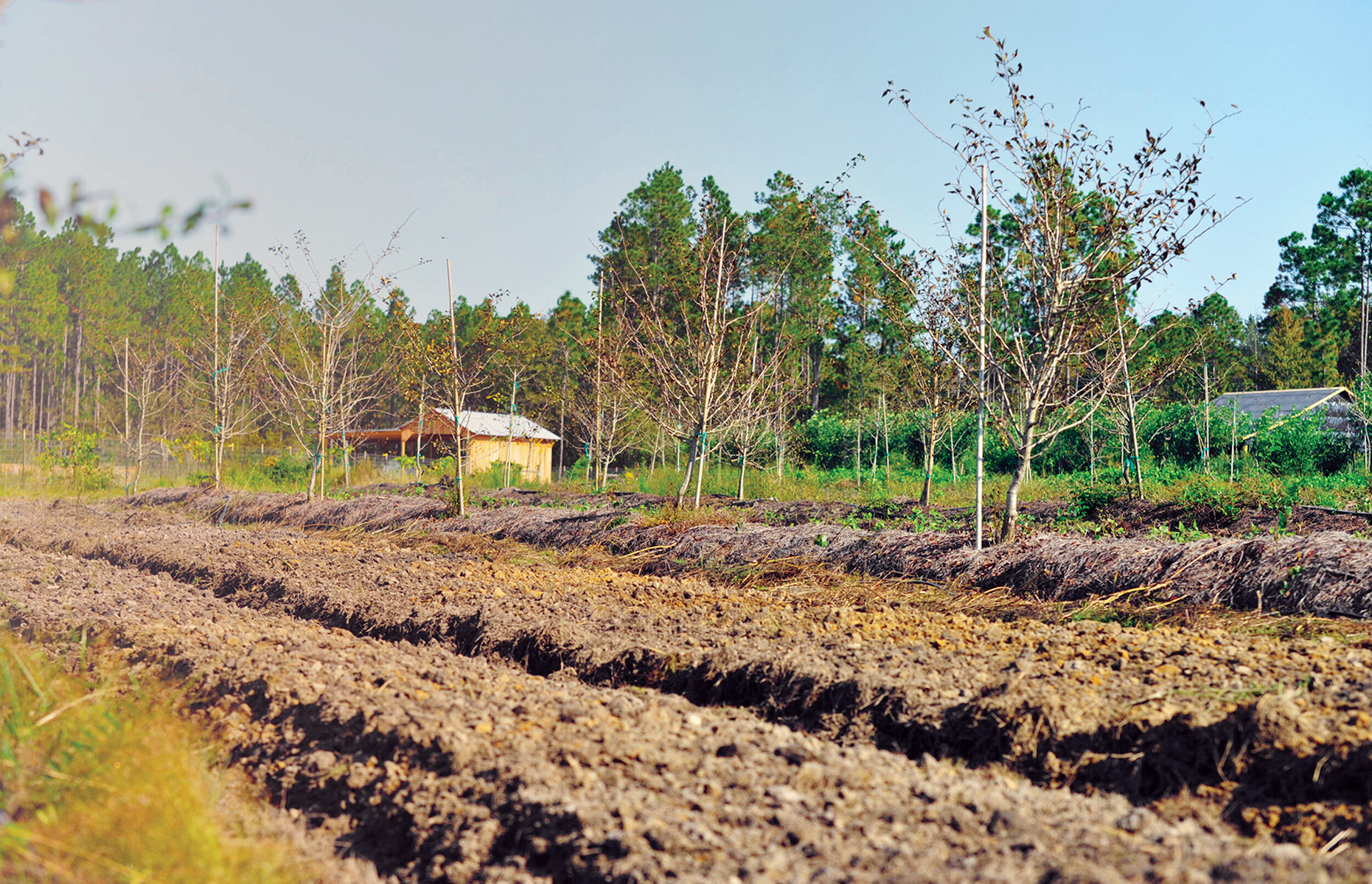 What are Regenerative Farming Practices? – Mother Earth News